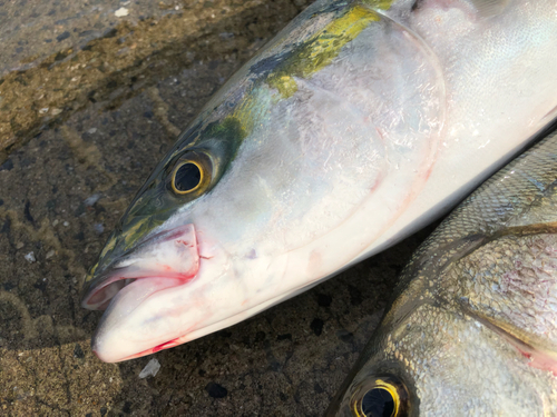 メジロの釣果