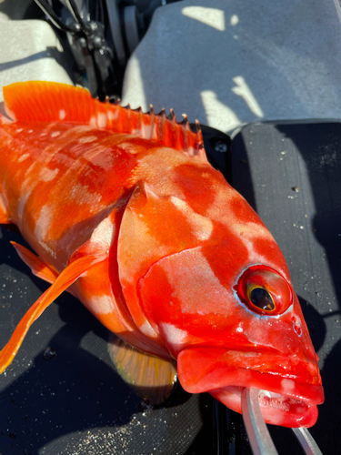 アカハタの釣果