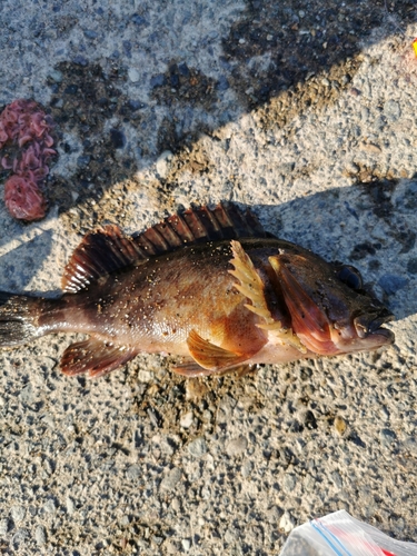 カサゴの釣果