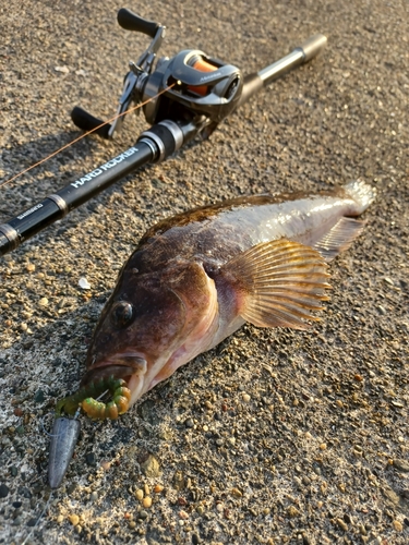 アイナメの釣果