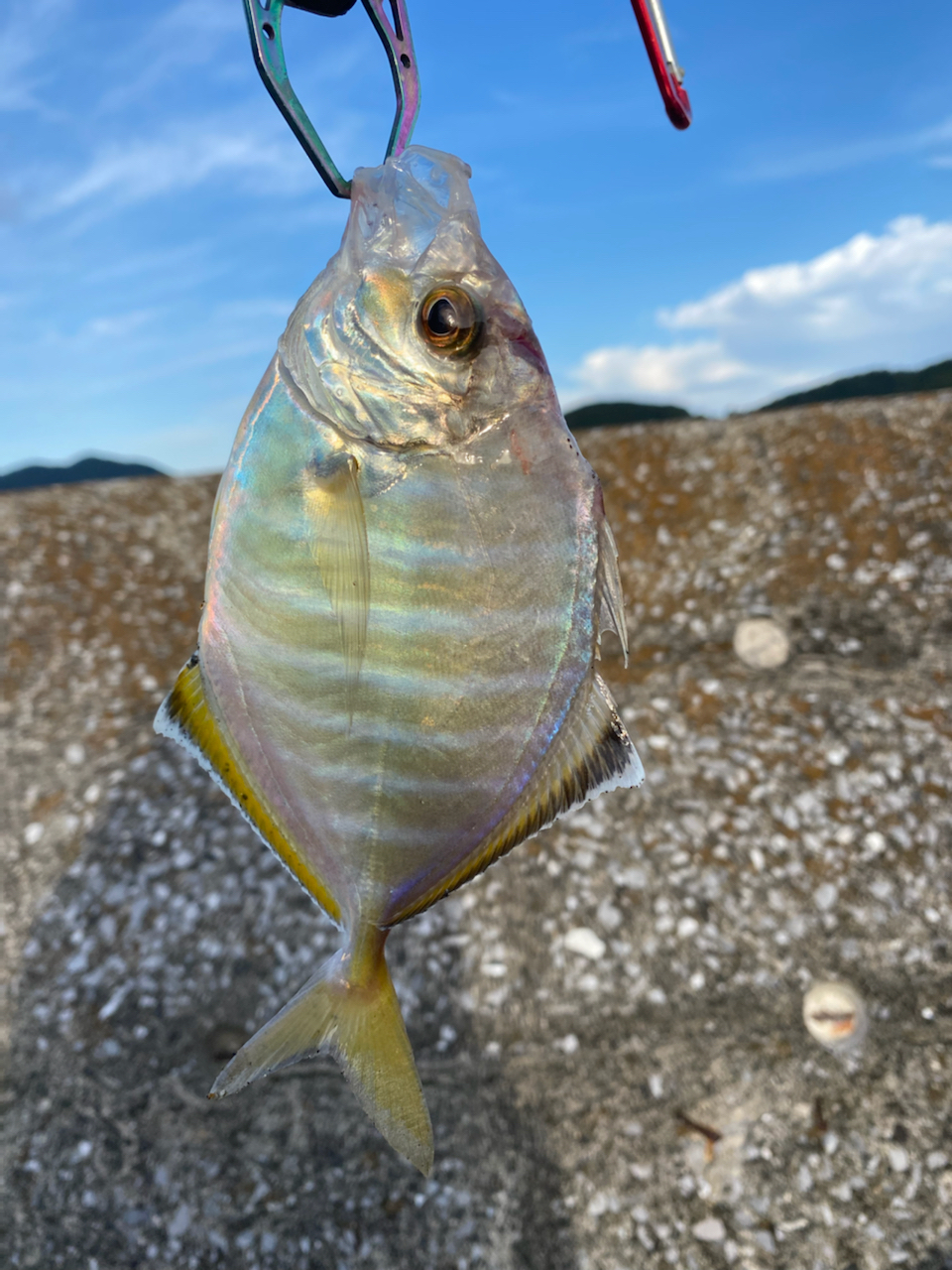 カイワリ