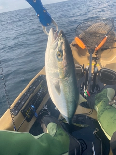 ツバスの釣果