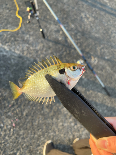 アイゴの釣果