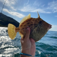 カワハギの釣果