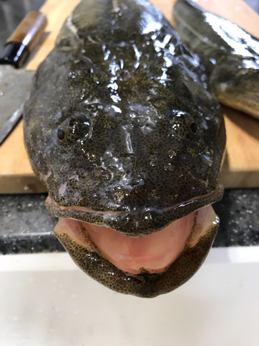 マゴチの釣果