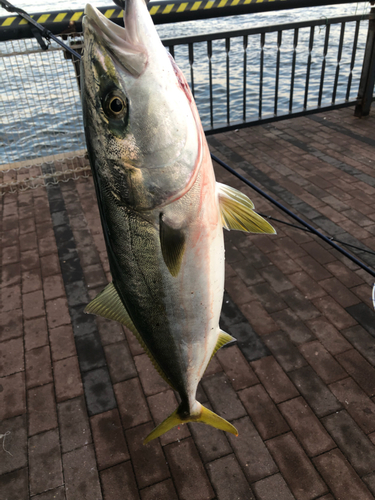 ツバスの釣果