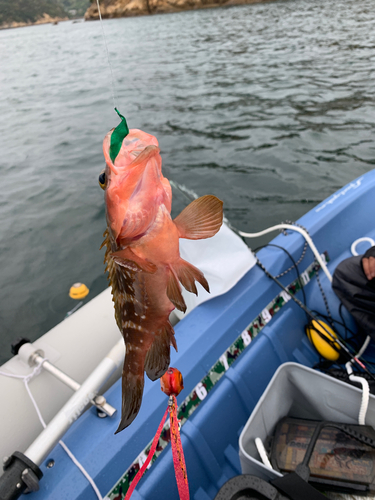 アコウの釣果