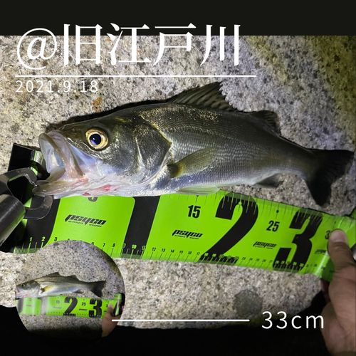 シーバスの釣果