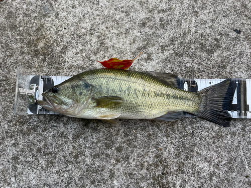 ブラックバスの釣果