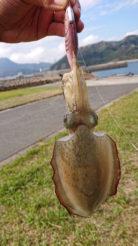 コウイカの釣果