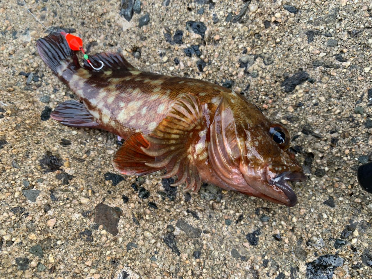 カサゴ