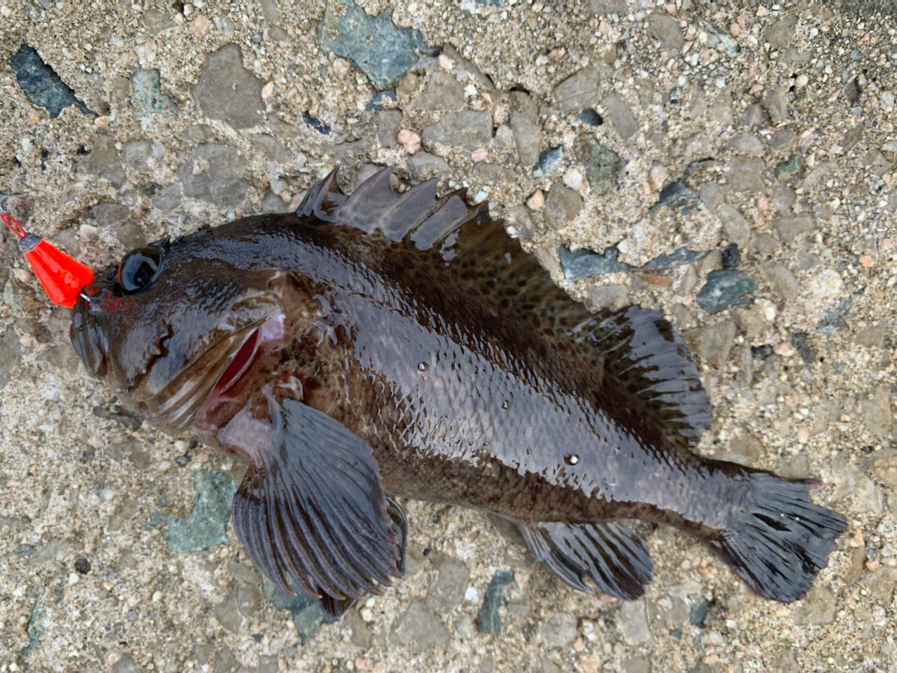 カサゴ