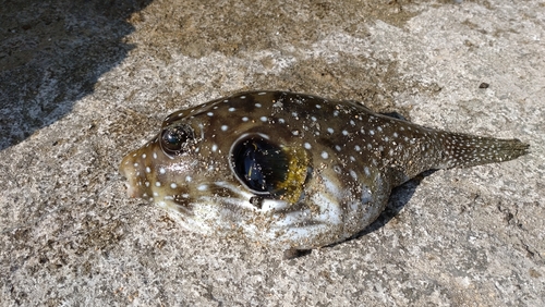 サザナミフグの釣果