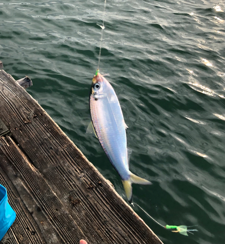 コノシロの釣果