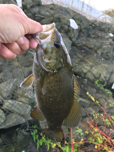 スモールマウスバスの釣果