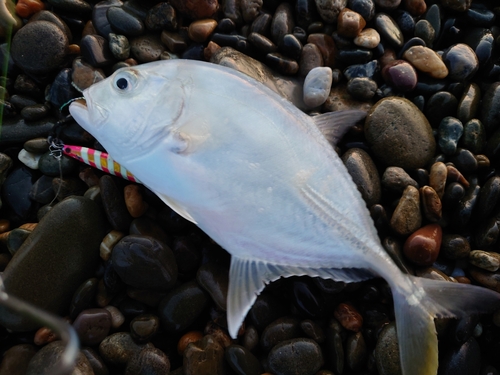 オニヒラアジの釣果