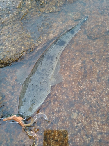 コチの釣果