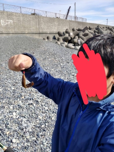 ニシキベラの釣果