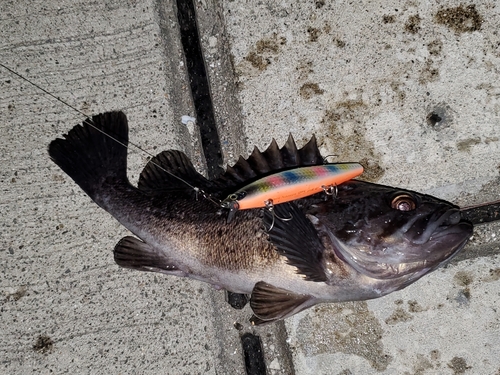 クロソイの釣果