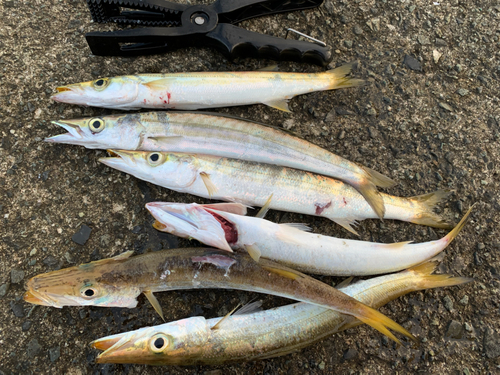 カマスの釣果