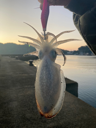 コウイカの釣果