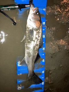 スズキの釣果