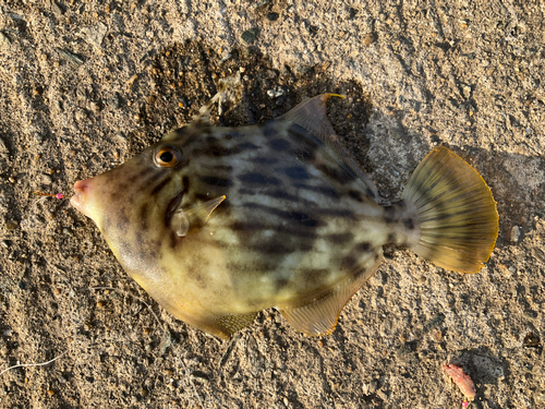 カワハギの釣果