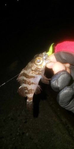 シロメバルの釣果