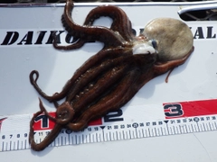 タコの釣果
