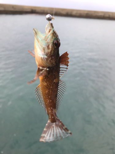 アナハゼの釣果