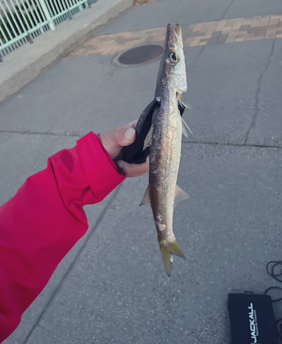 カマスの釣果