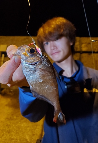 ミナミハタンポの釣果