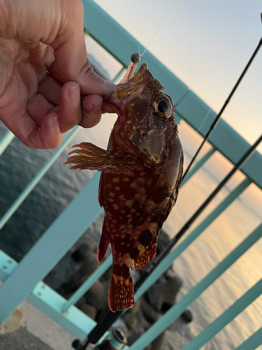 アラカブの釣果