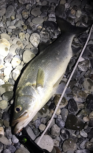 ヒラスズキの釣果