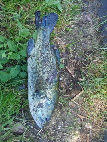 ブラックバスの釣果