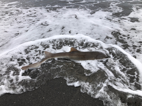 サメの釣果