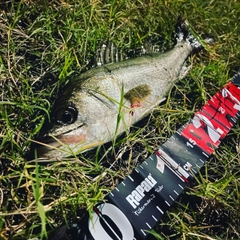 フッコ（マルスズキ）の釣果