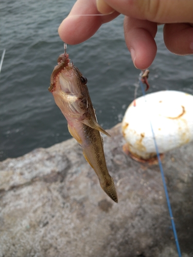 ハゼの釣果