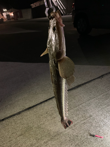 マゴチの釣果