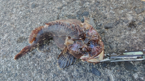 ケムシカジカの釣果