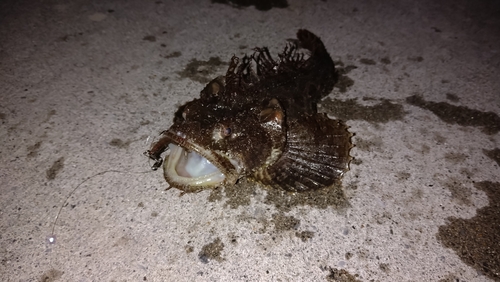 トウベツカジカの釣果