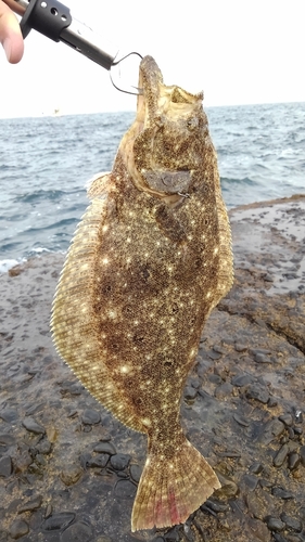 ヒラメの釣果