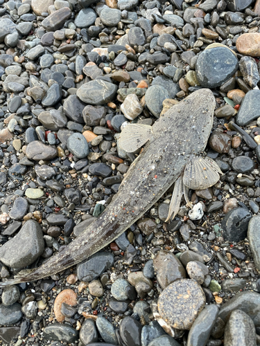 コチの釣果