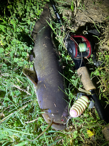 ナマズの釣果