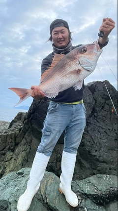 マダイの釣果