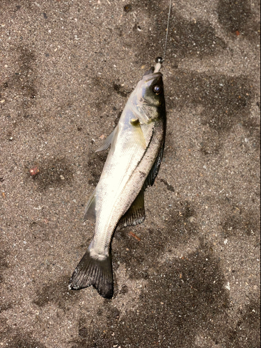 セイゴ（マルスズキ）の釣果