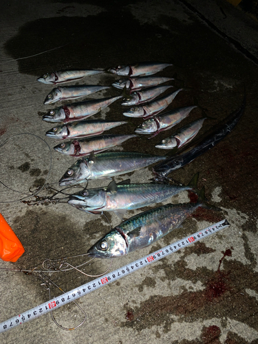 サバの釣果