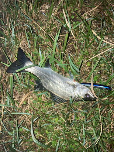 ヒラスズキの釣果