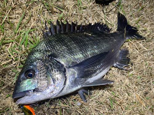 チヌの釣果