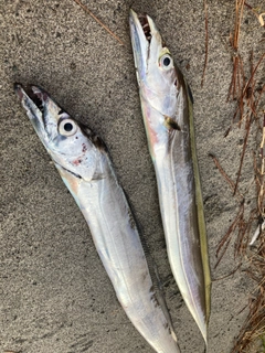 タチウオの釣果